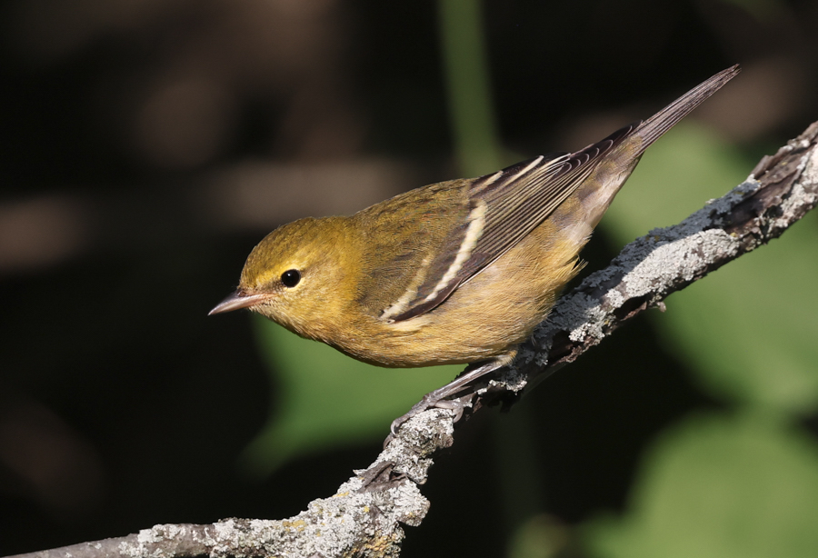 Bay-breasted Warbler (1st fall female)