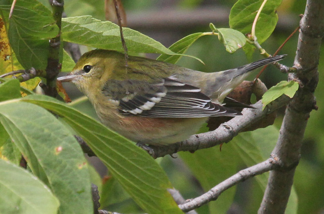 Bay-breasted Warbler