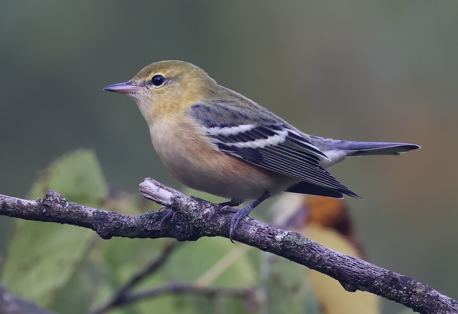 Bay-breasted Warbler