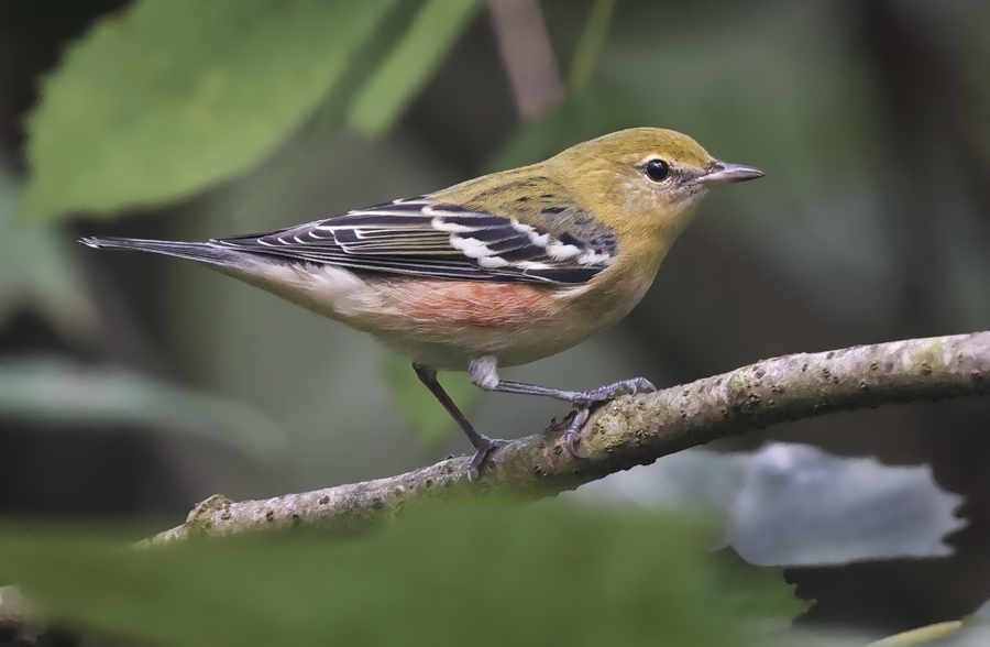 Bay-breasted Warbler (1st fall male or fall adult female)