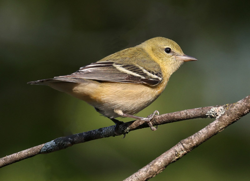 Bay-breasted Warbler (1st fall female) photo #2