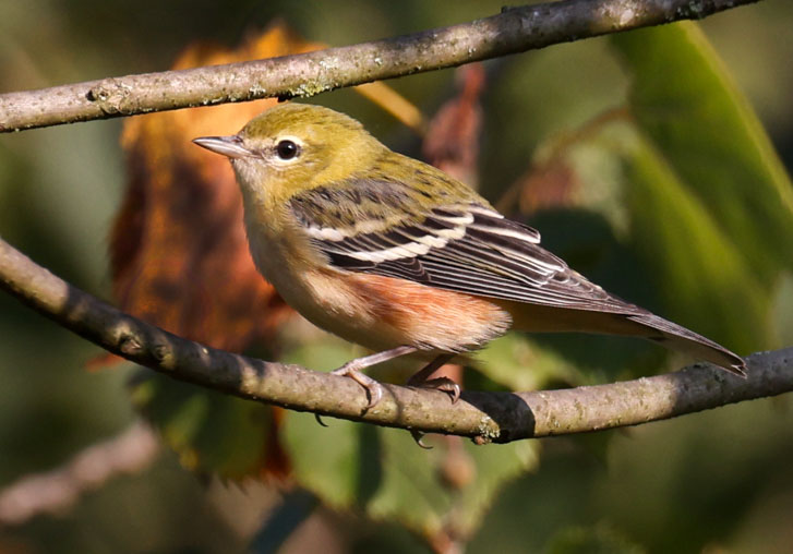 Bay-breasted Warbler