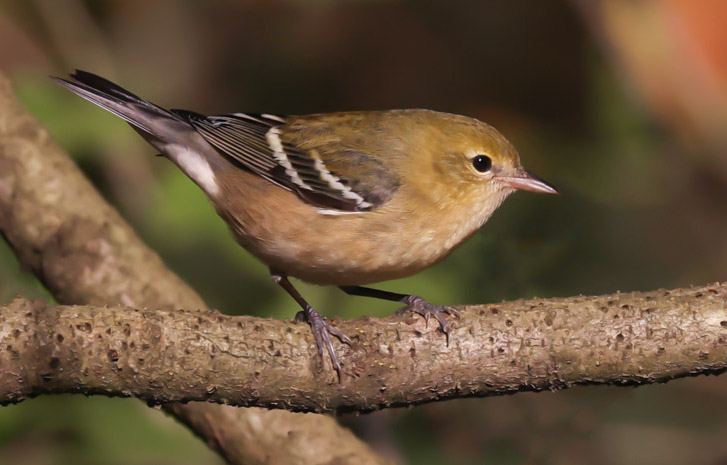 Bay-breasted Warbler (1st fall male or fall adult female)