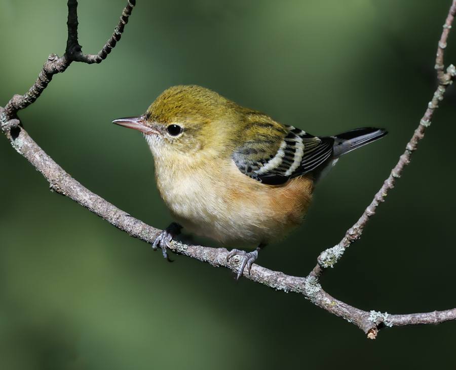 Bay-breasted Warbler (1st fall male or fall adult female)