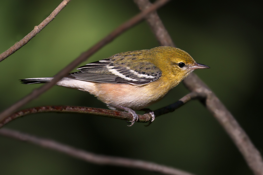 Bay-breasted Warbler (1st fall male or fall adult female)