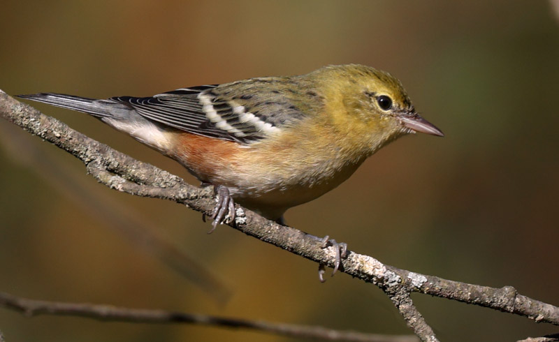 Bay-breasted Warbler