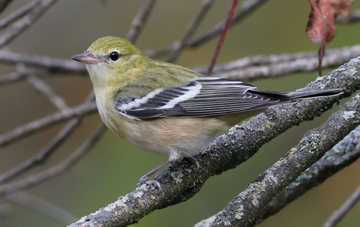 Bay-breasted Warbler (1st fall male or fall adult female)