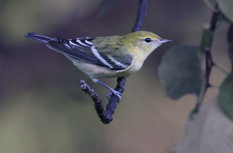 Bay-breasted Warbler (1st fall female)