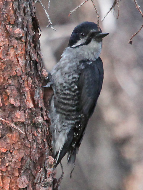 Black-backed Woodpecker photo #5