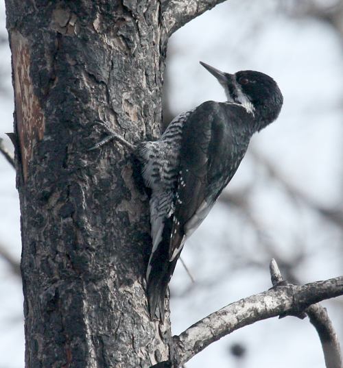 Black-backed Woodpecker photo #2
