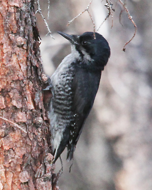 Black-backed Woodpecker photo #4