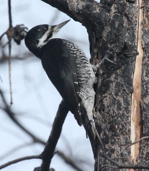 Black-backed Woodpecker photo #3