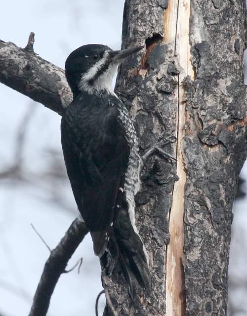 Black-backed Woodpecker photo #1