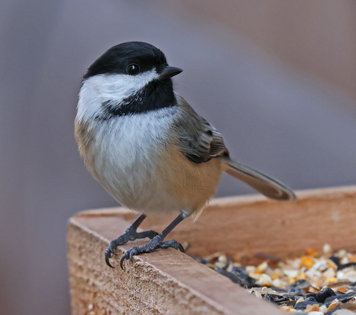 Black-capped Chickadee