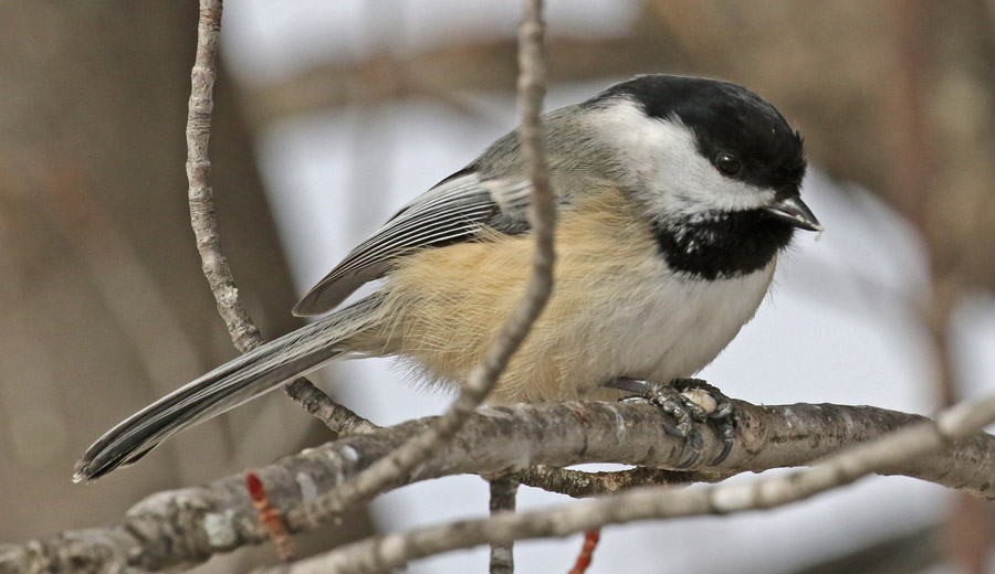 Black-capped Chickadee