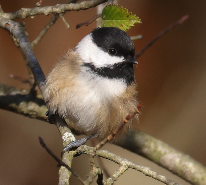 Black-capped Chickadee