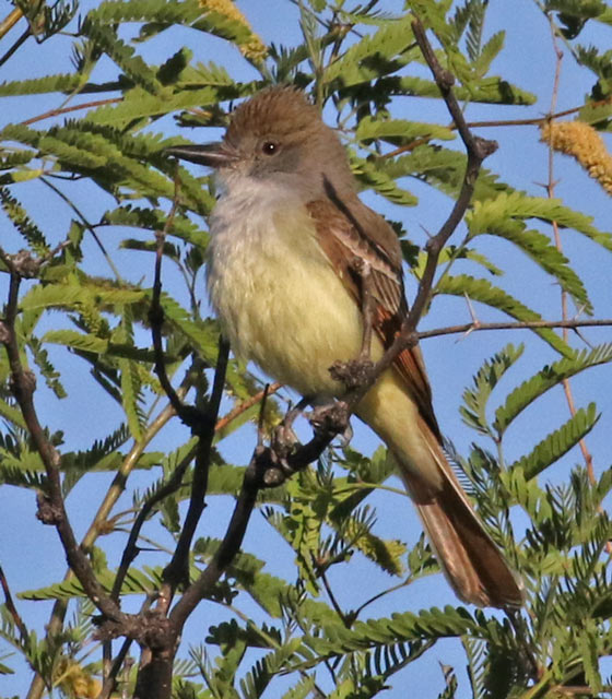 Vermilion Flycatcher photo #1