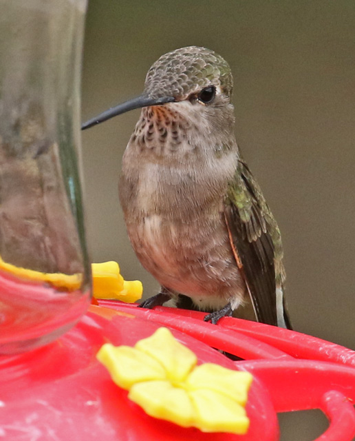 Black-chinned Hummingbird