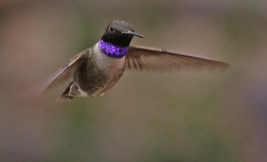 Black-chinned Hummingbird