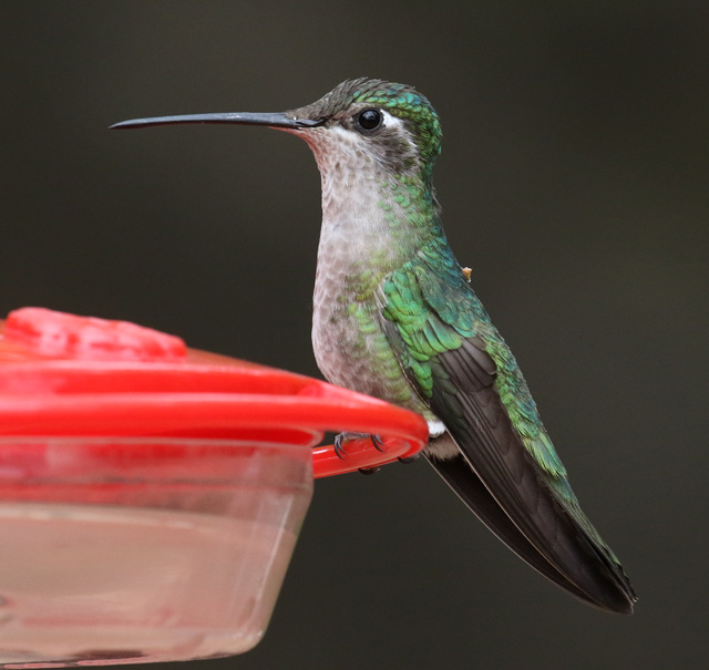 Broad-billed Hummingbird 