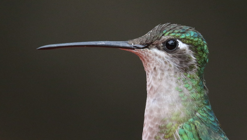 Broad-billed Hummingbird 