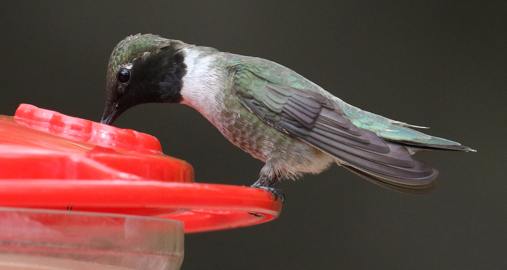 Black-chinned Hummingbird