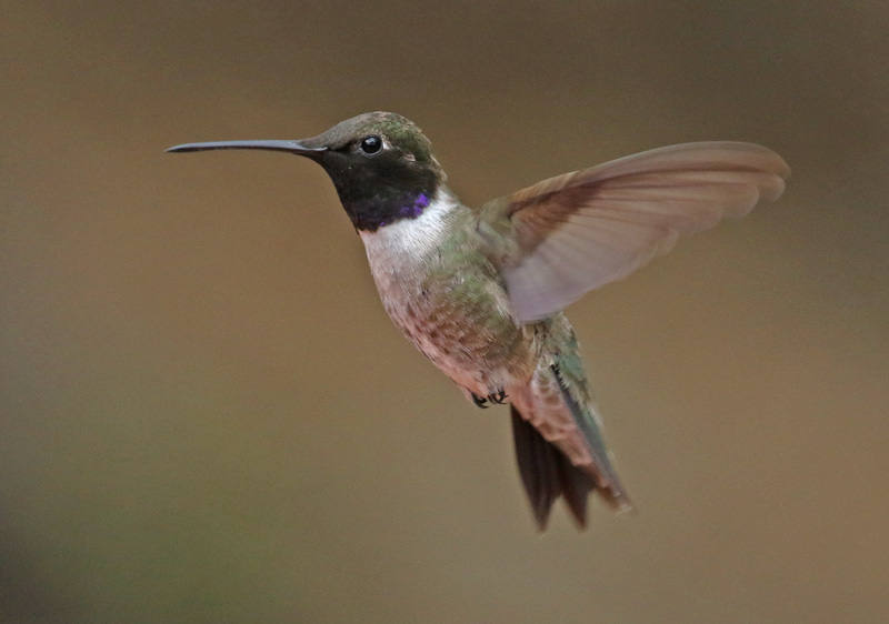 Black-chinned Hummingbird