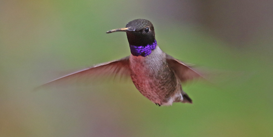 Black-chinned Hummingbird