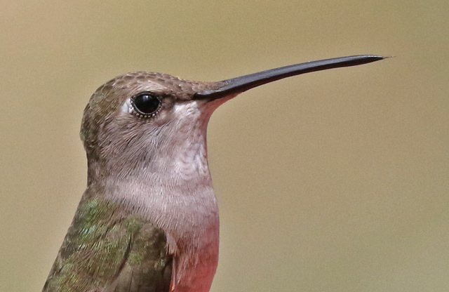 Black-chinned Hummingbird