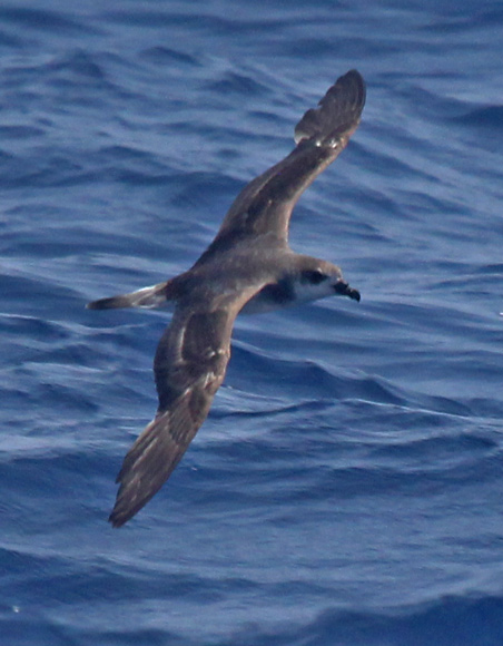 Black-capped Petrel