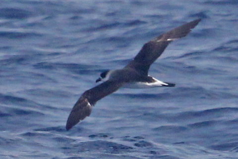 Black-capped Petrel