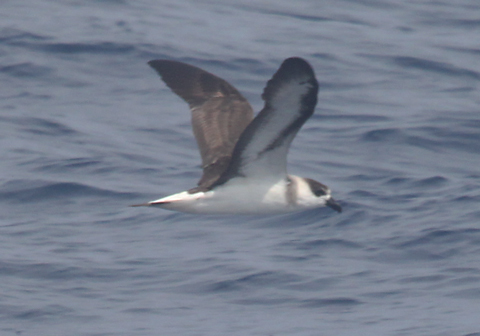 Black-capped Petrel