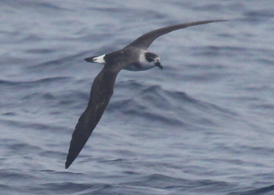 Black-capped Petrel