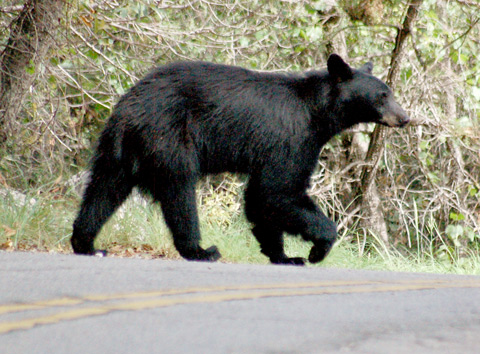 Black Bear