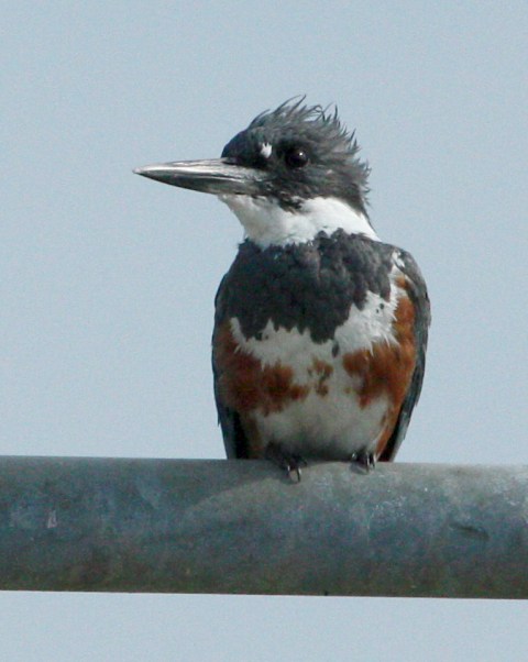 Belted Kingfisher photo 2