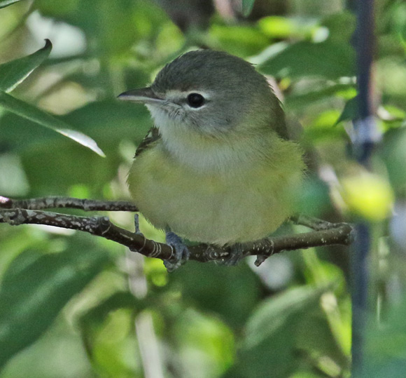 Bell's Vireo