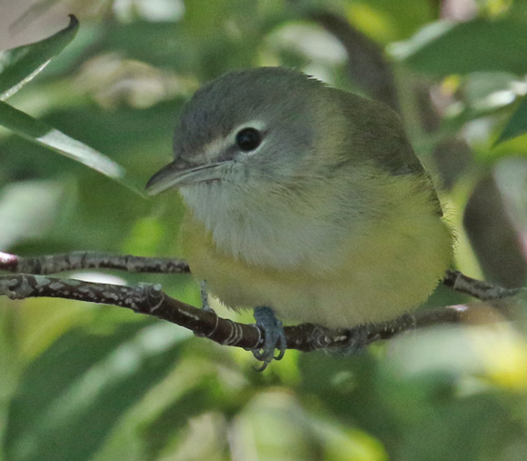 Bell's Vireo