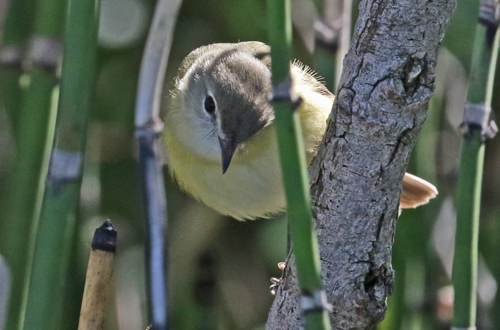 Bell's Vireo