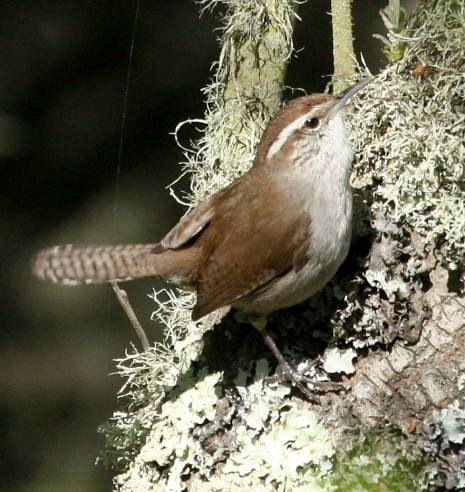 Bewick's Wren photo #2