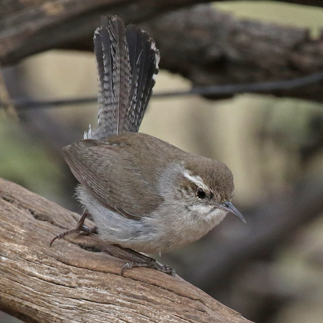 Bewick's Wren photo #1