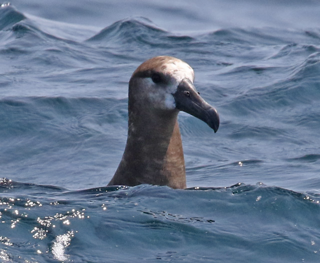 Black-footed Albatross