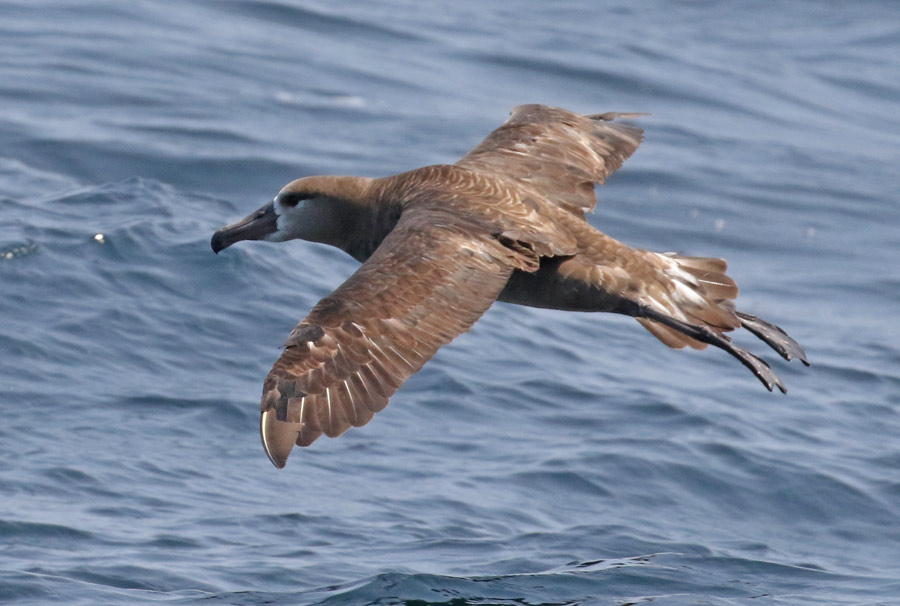 Black-footed Albatross