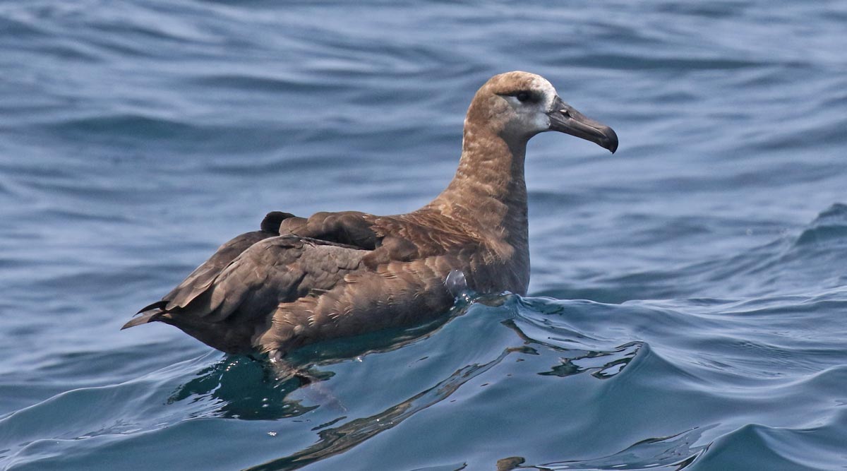 Black-footed Albatross