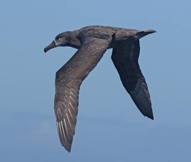 Black-footed Albatross