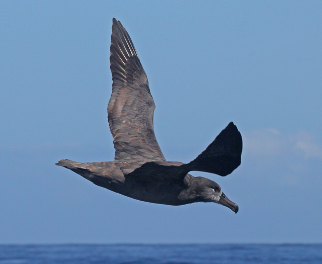 Black-footed Albatross