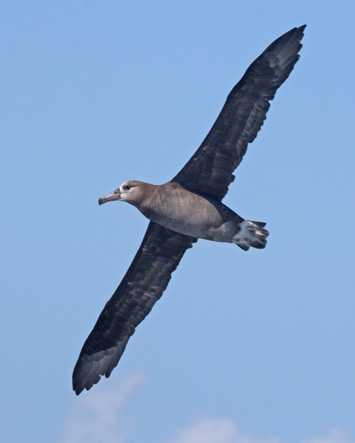 Black-footed Albatross