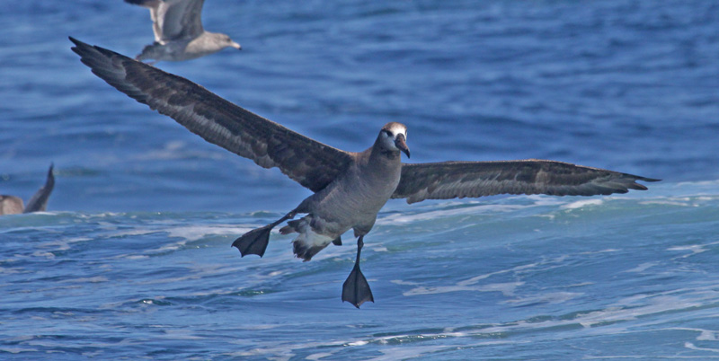 Black-footed Albatross