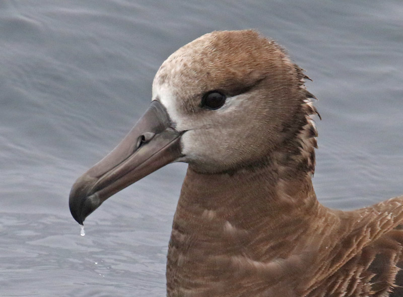 Black-footed Albatross