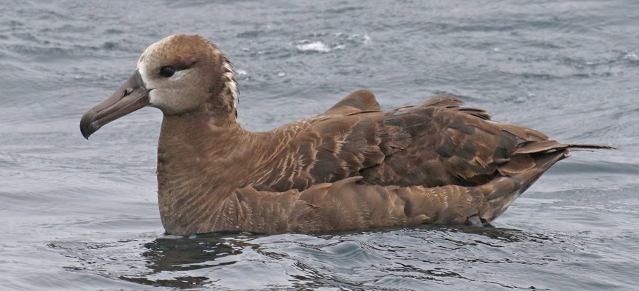 Black-footed Albatross