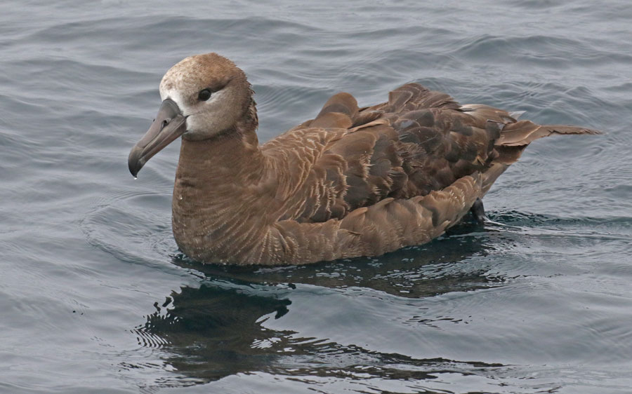 Black-footed Albatross